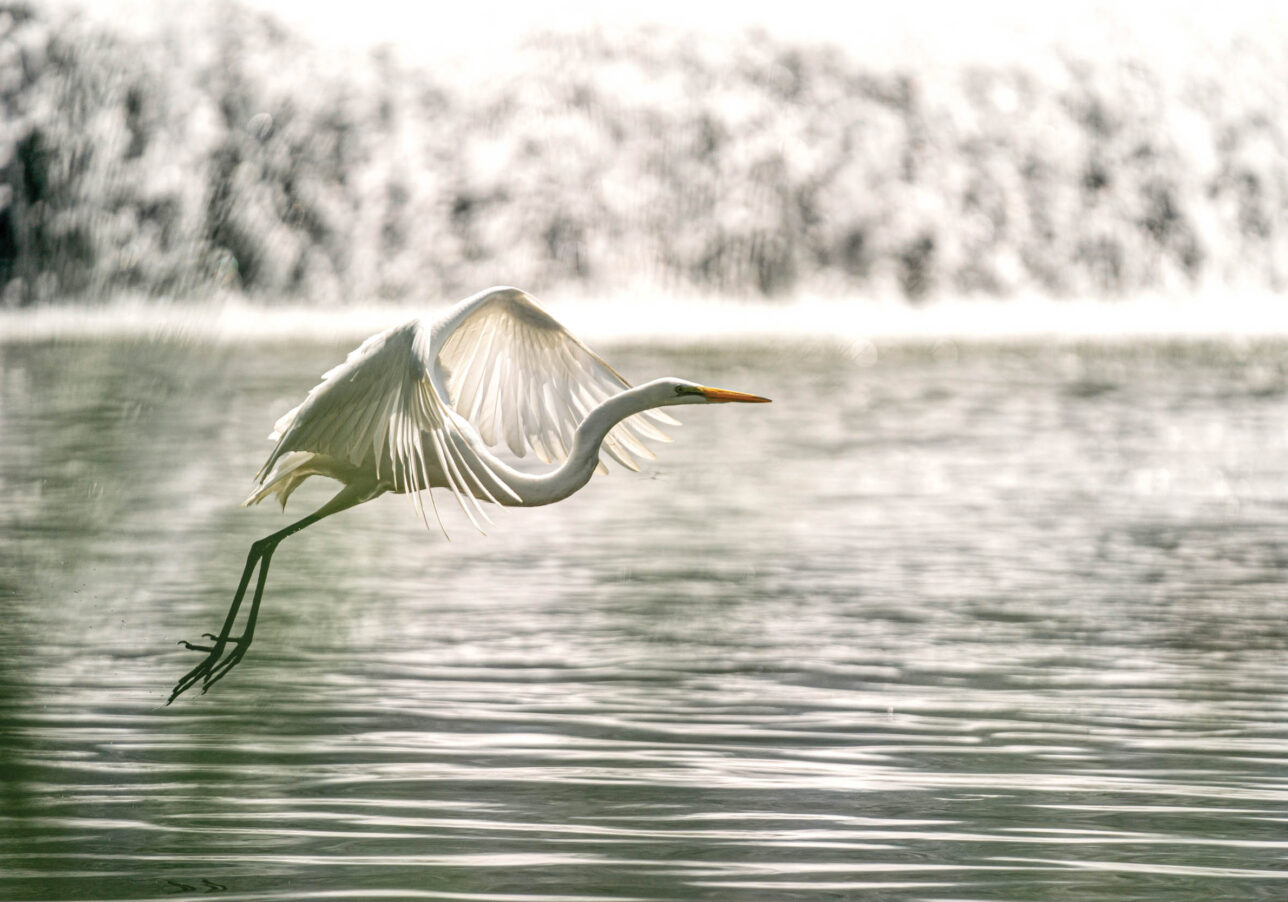 White egret flies at Lake Junaluska