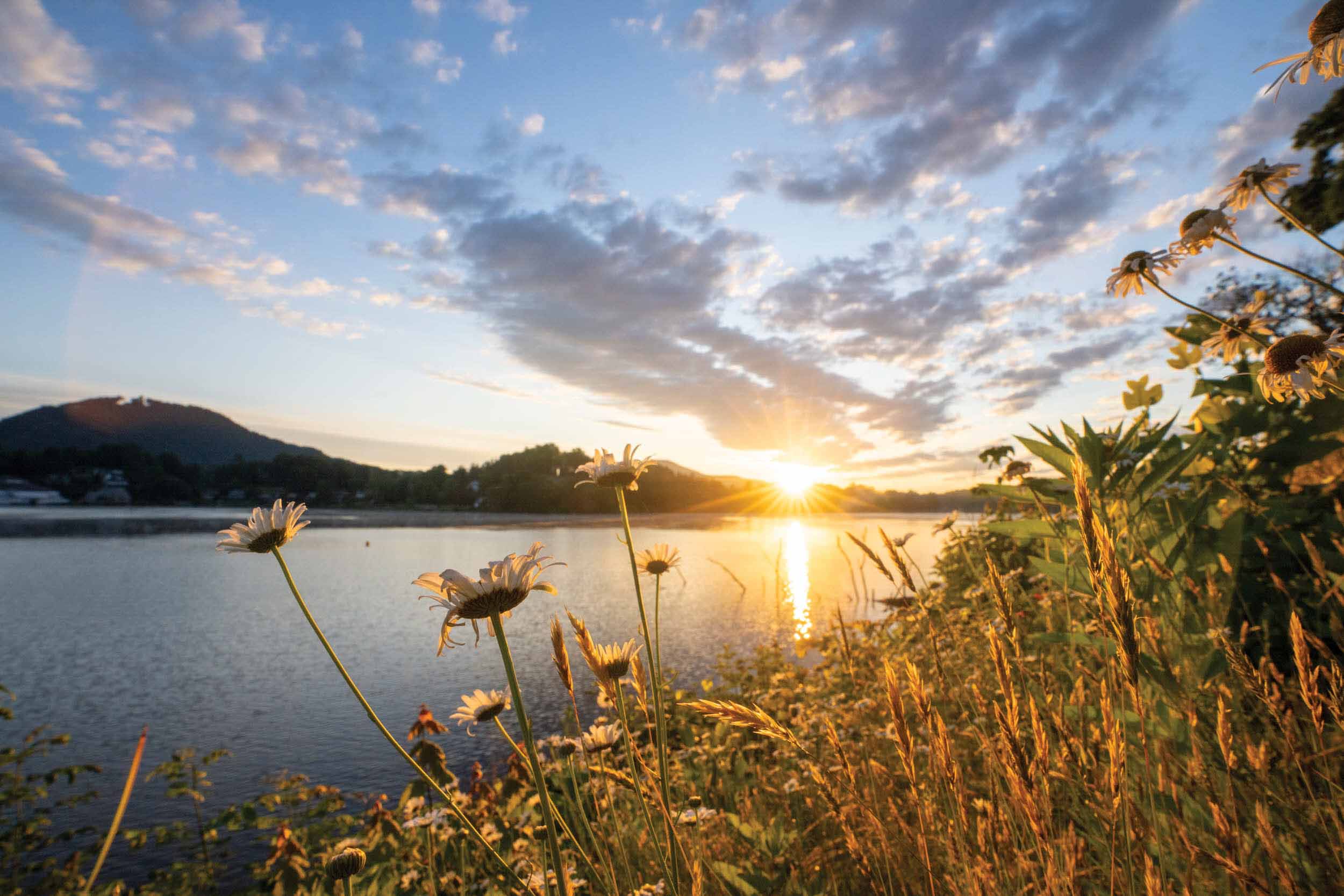 Photo of wildflowers growing along the lake edge during sunset
