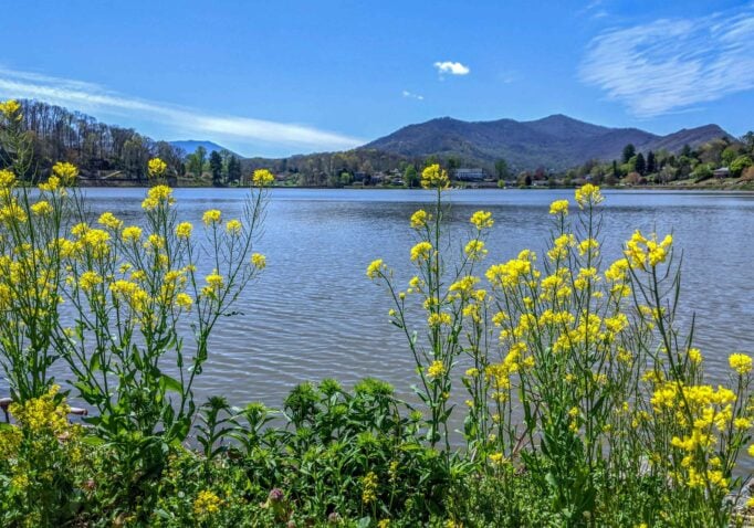 Scenic photo of yellow flowers growing by the shore of Lake Junaluska