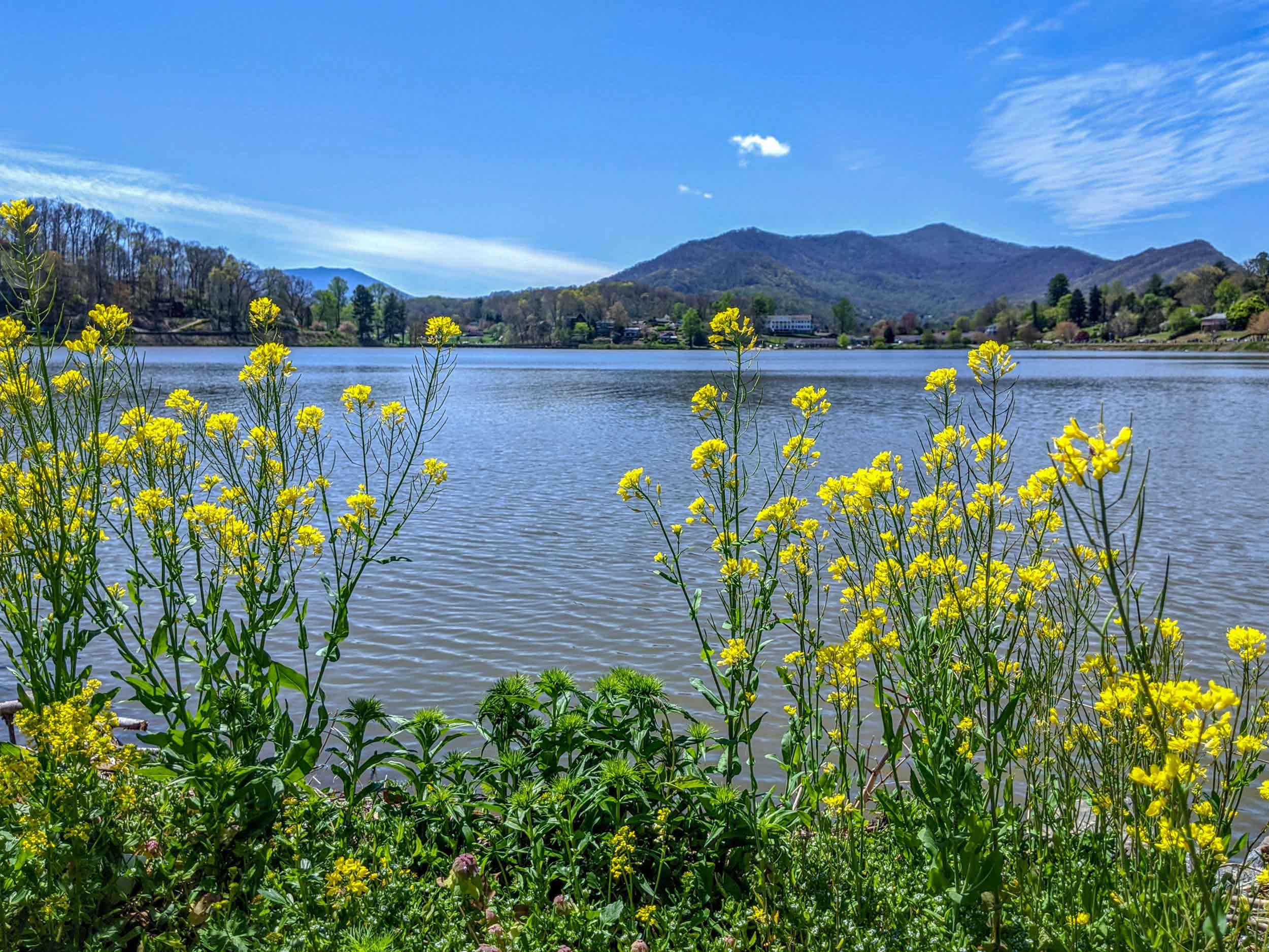 Scenic photo of yellow flowers growing by the shore of Lake Junaluska