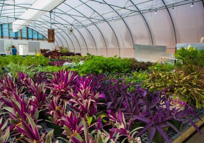 Plants growing inside a greenhouse