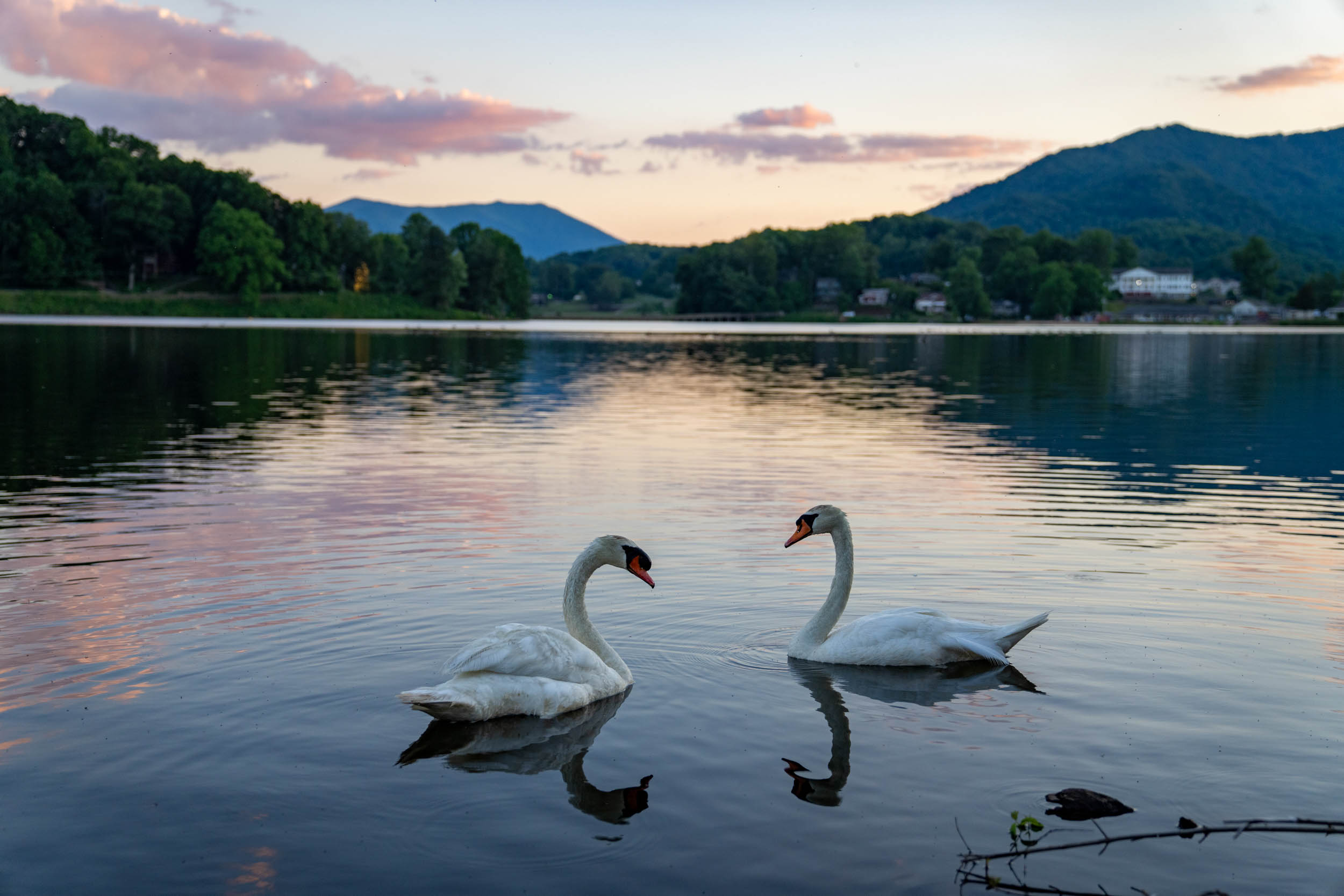 Two swans on Lake Junaluska at sunset