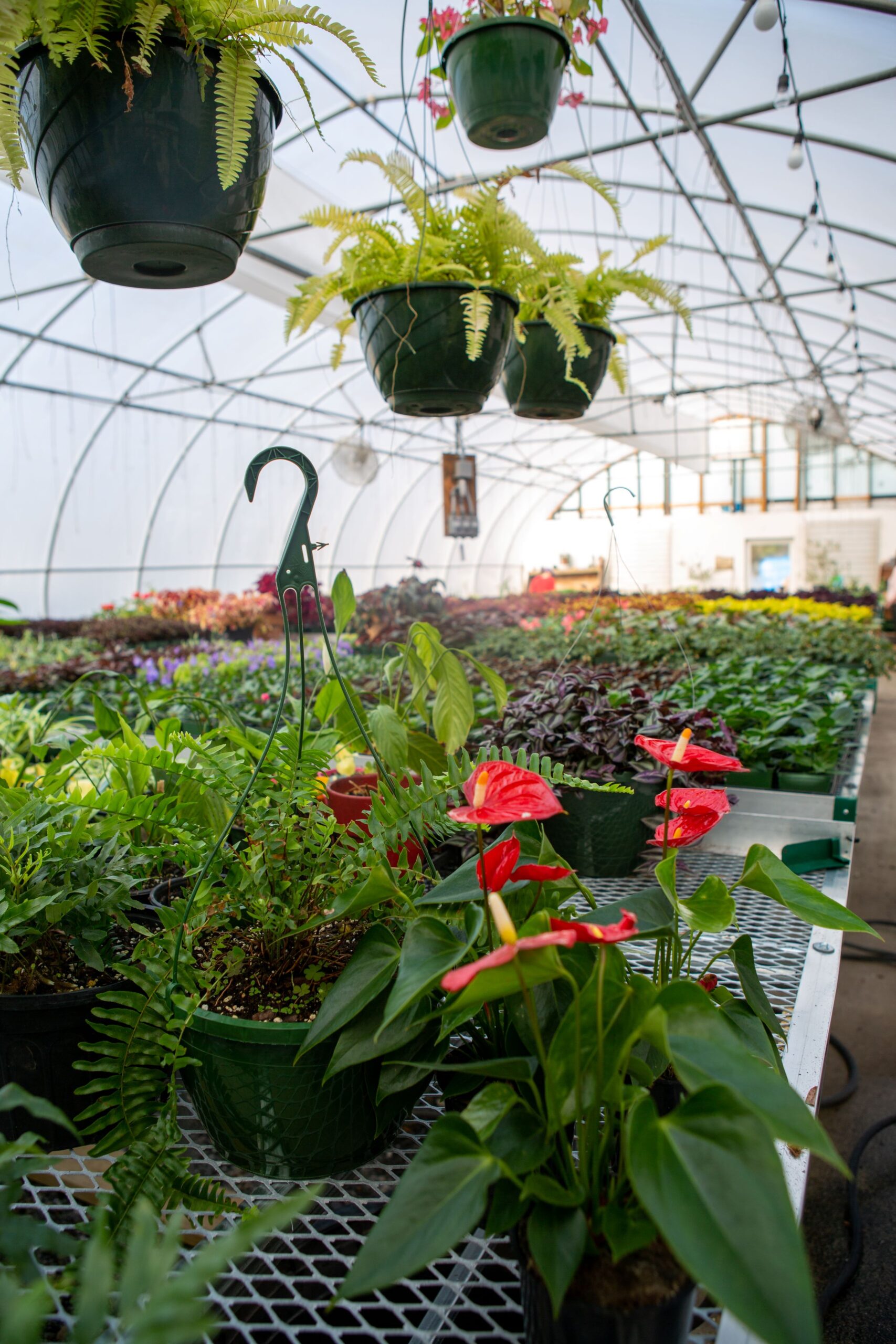 Annual Plant Sale Lake Junaluska Conference & Retreat Center