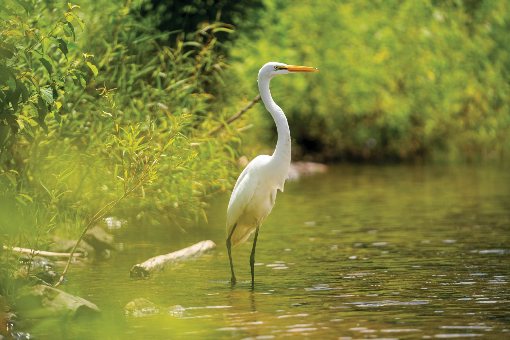 heron at lake junaluska