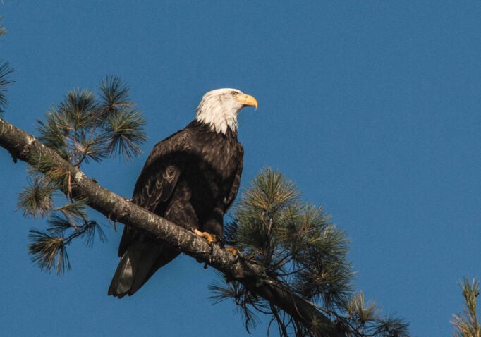 Bald Eagle resting in a tree