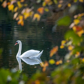 Swan paddling on Lake Junaluska