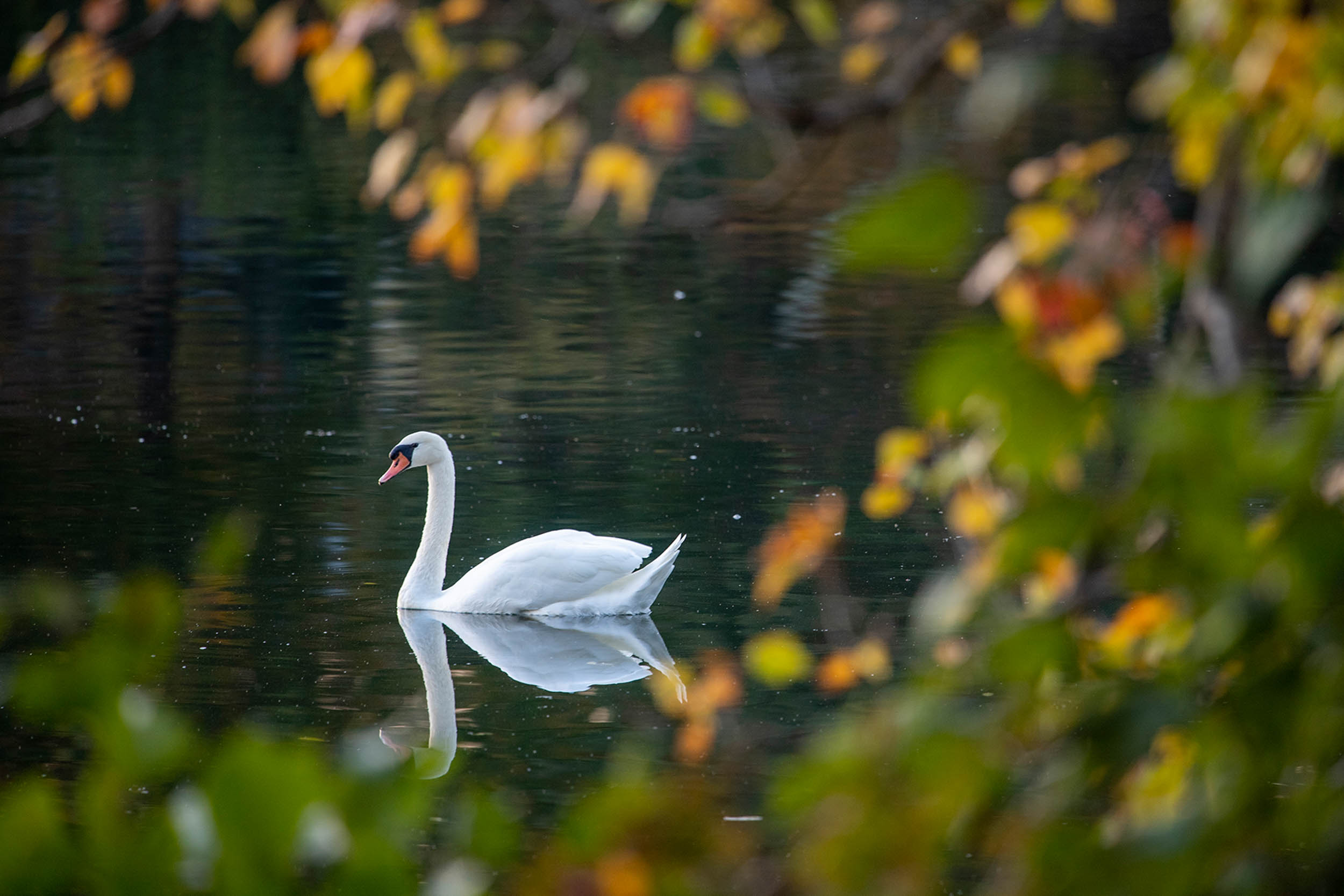 Swan paddling on Lake Junaluska