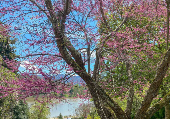 Flowering tree in bloom along Lake Junaluska's walking trail
