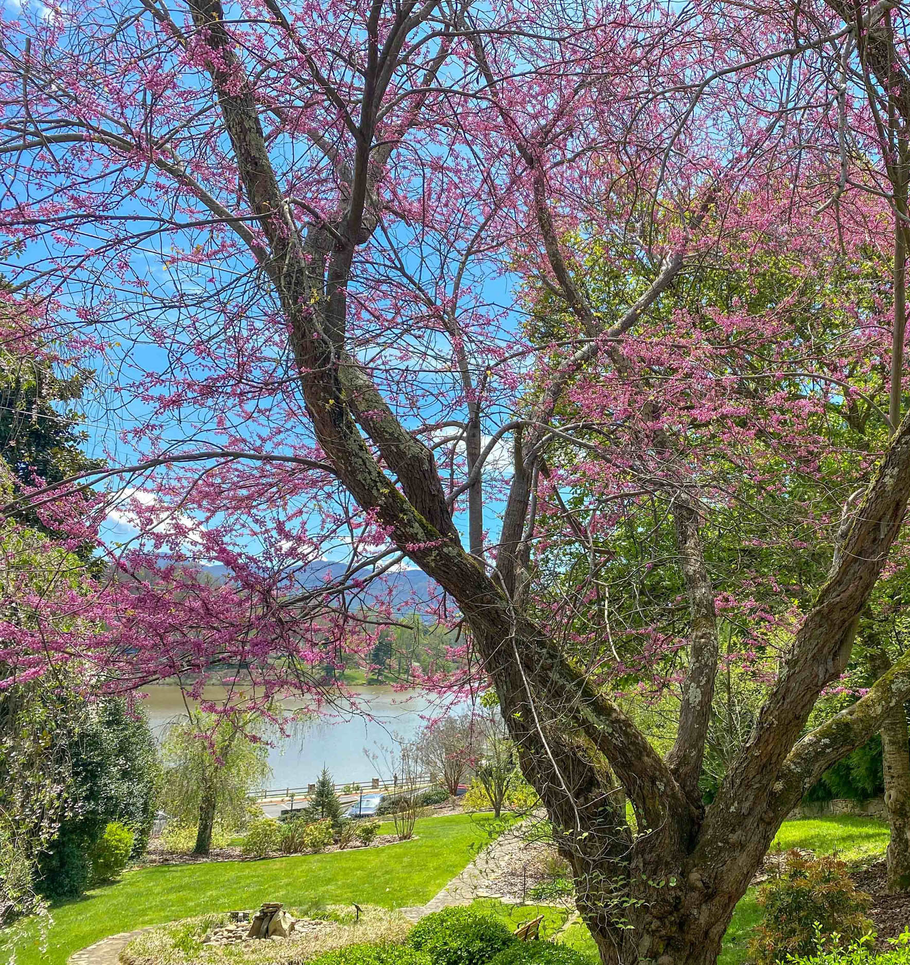 Flowering tree in bloom along Lake Junaluska's walking trail