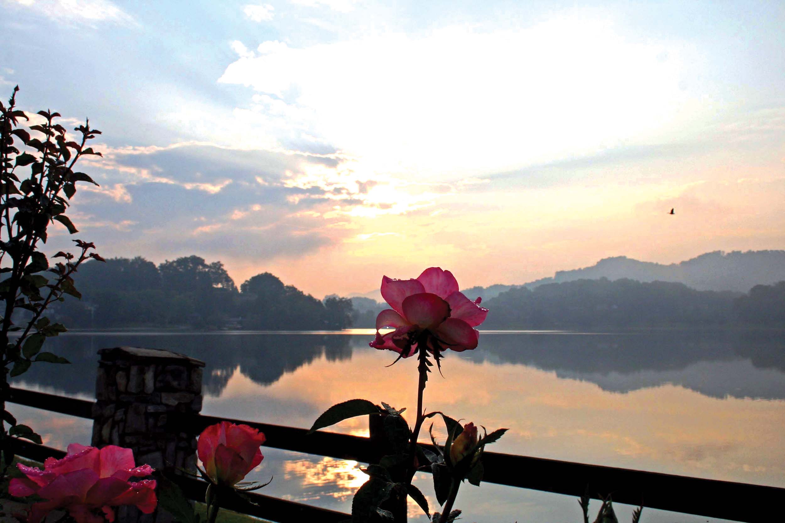 A rose on the Rose Walk at sunrise