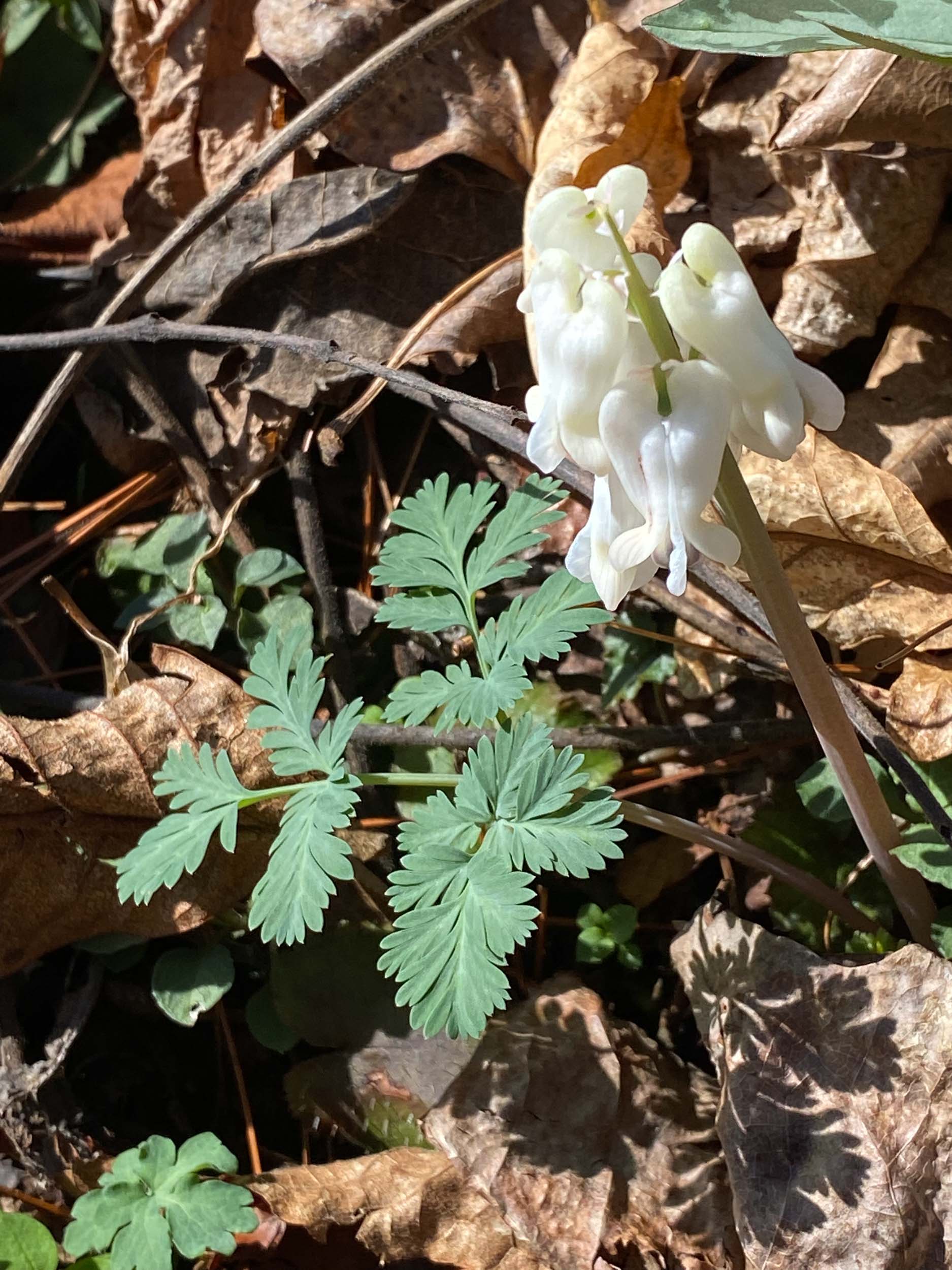 Duthchmans at Corneille Bryan Native Garden