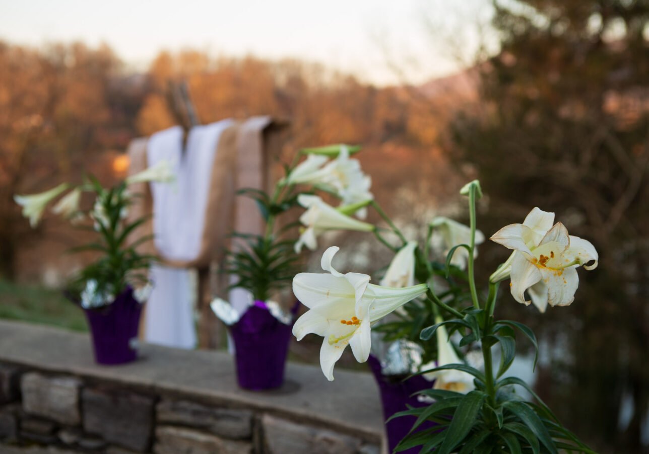 Lilies at the outdoor Easter Sunrise Service