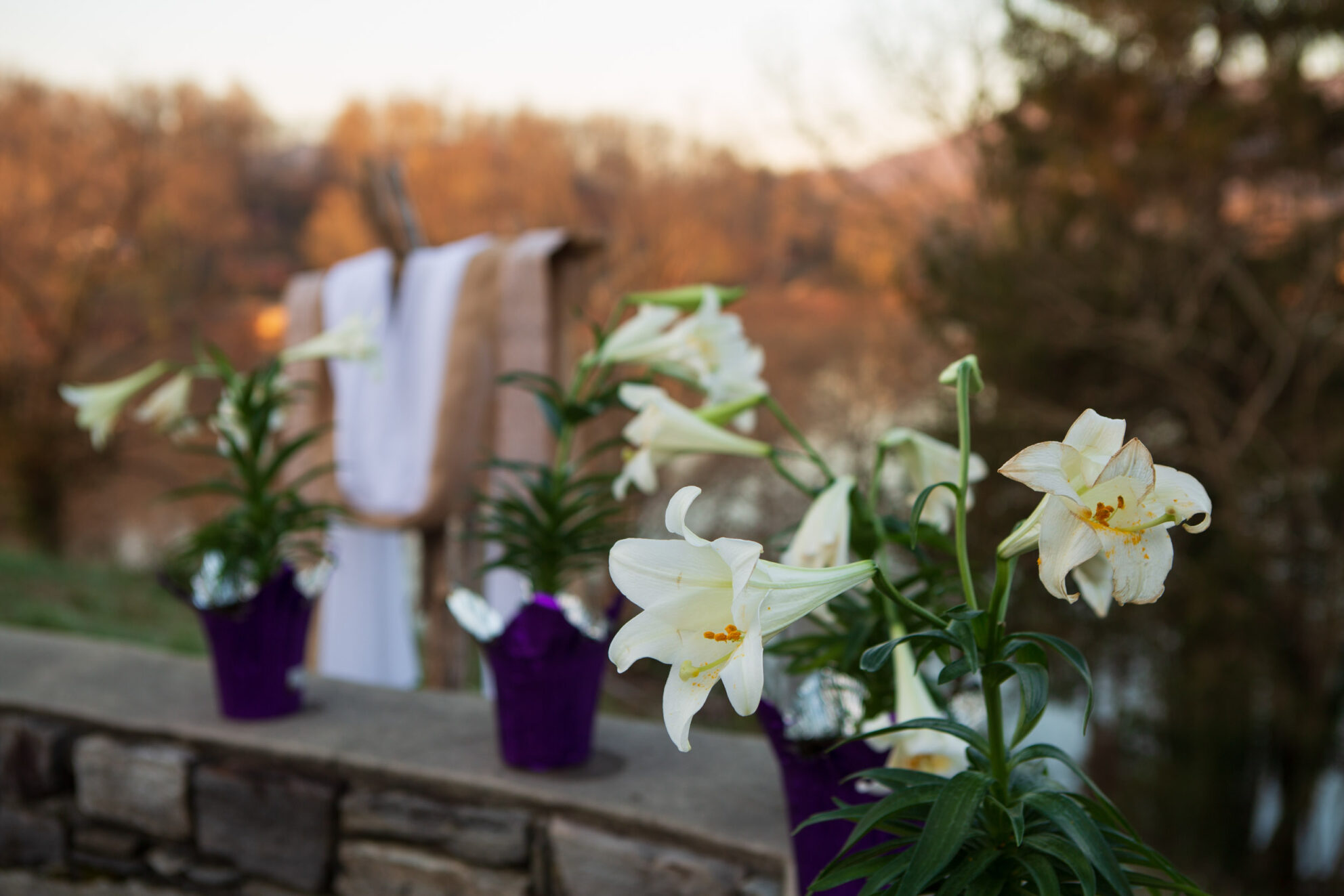 Lilies at the outdoor Easter Sunrise Service