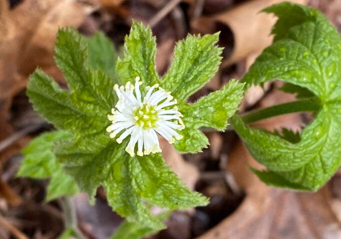 Goldenseal blooming at Corneille Bryan Native Garden