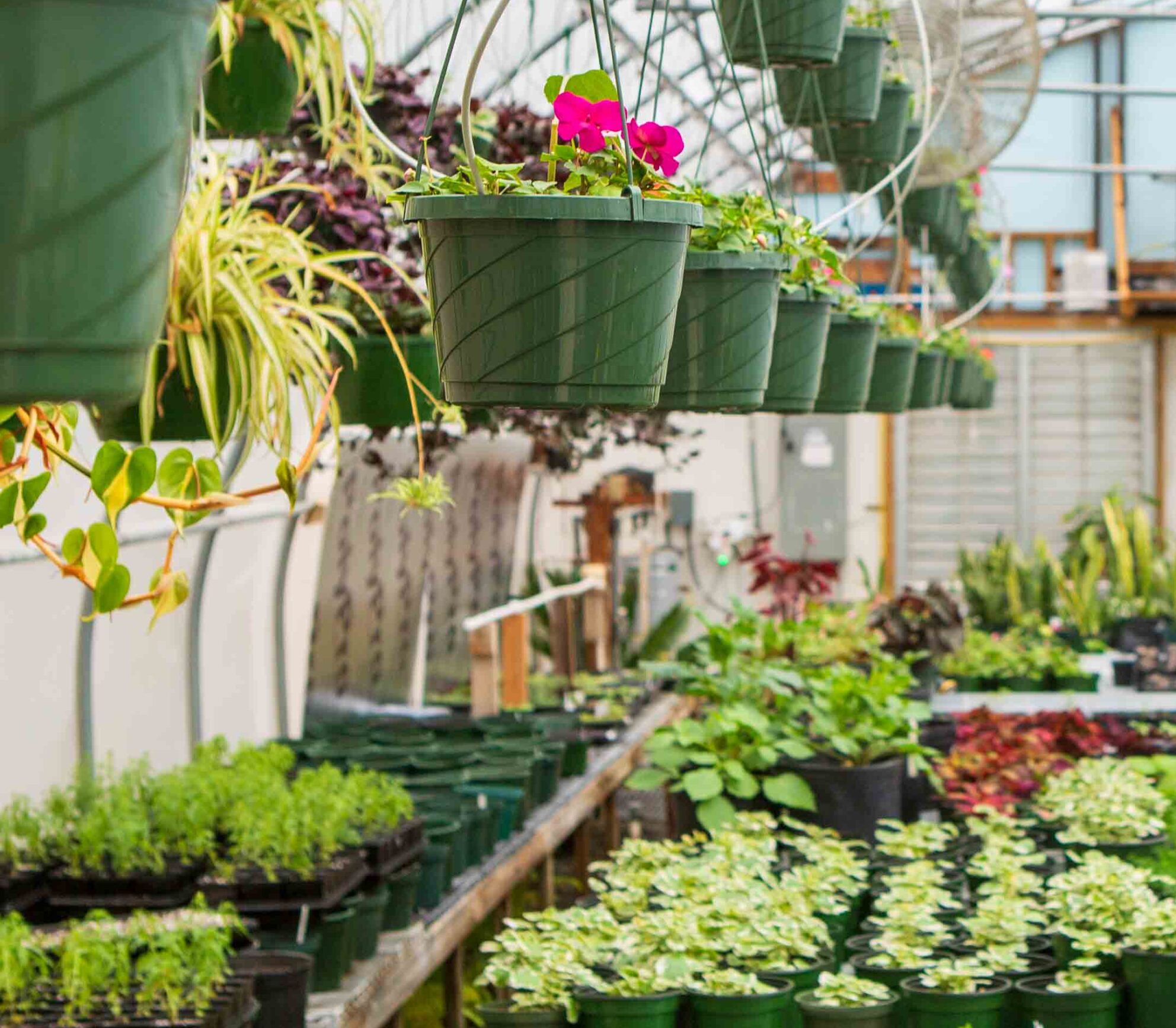 Lake Junaluska Greenhouse