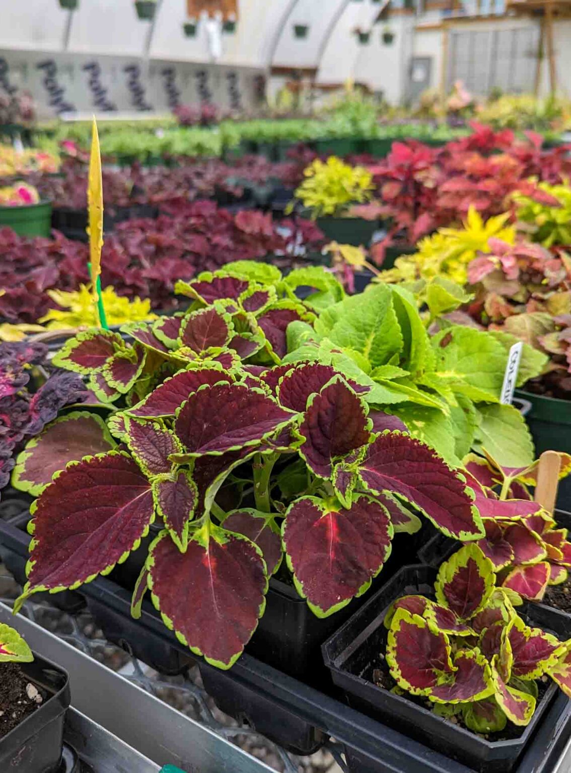 ‘Own’ a piece of Lake Junaluska with plant purchase at annual Plant