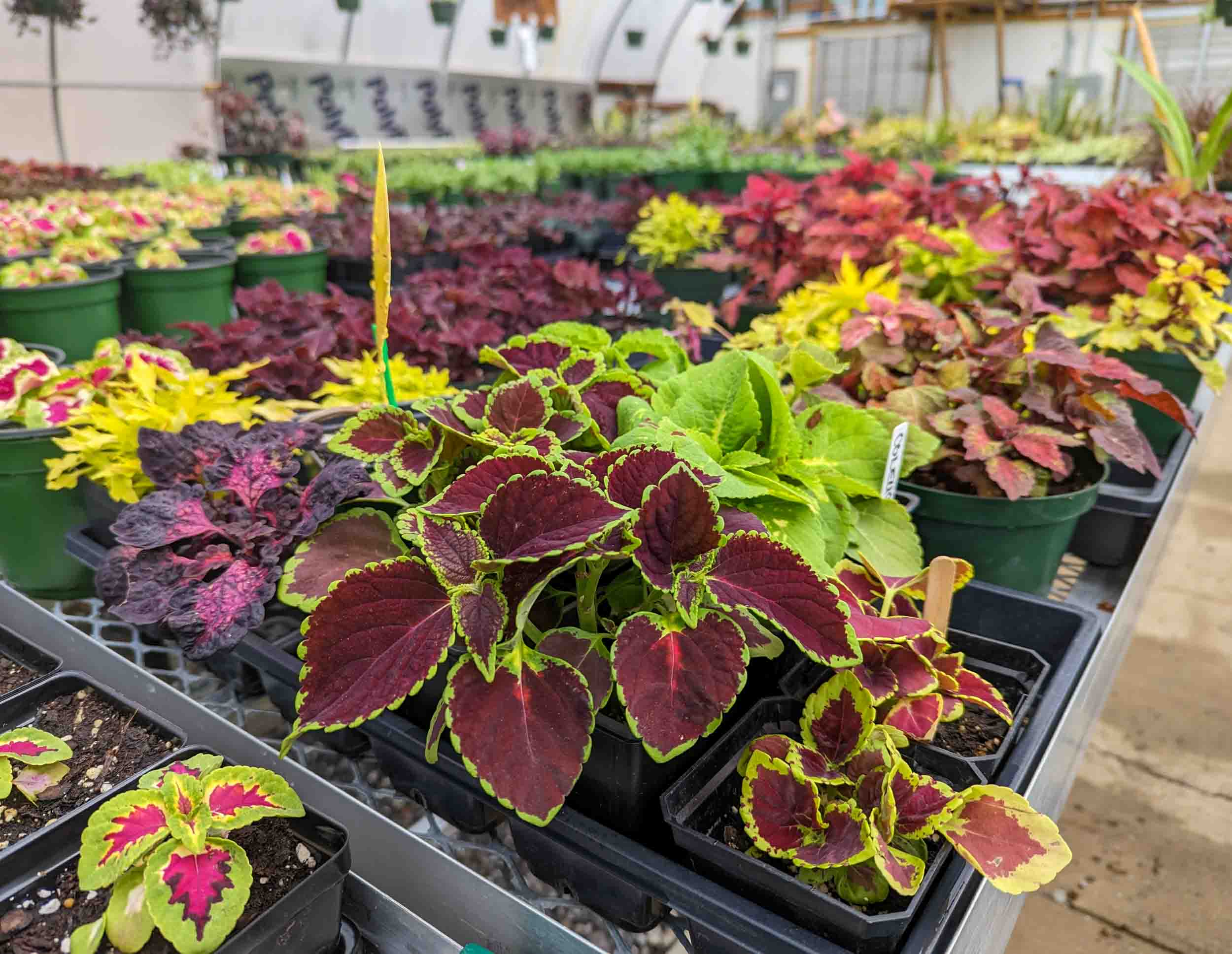 Lake Junaluska Greenhouse