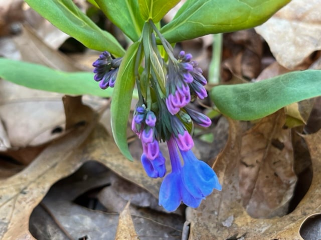 VA Bluebell blooming at Corneille Bryan Native Garden