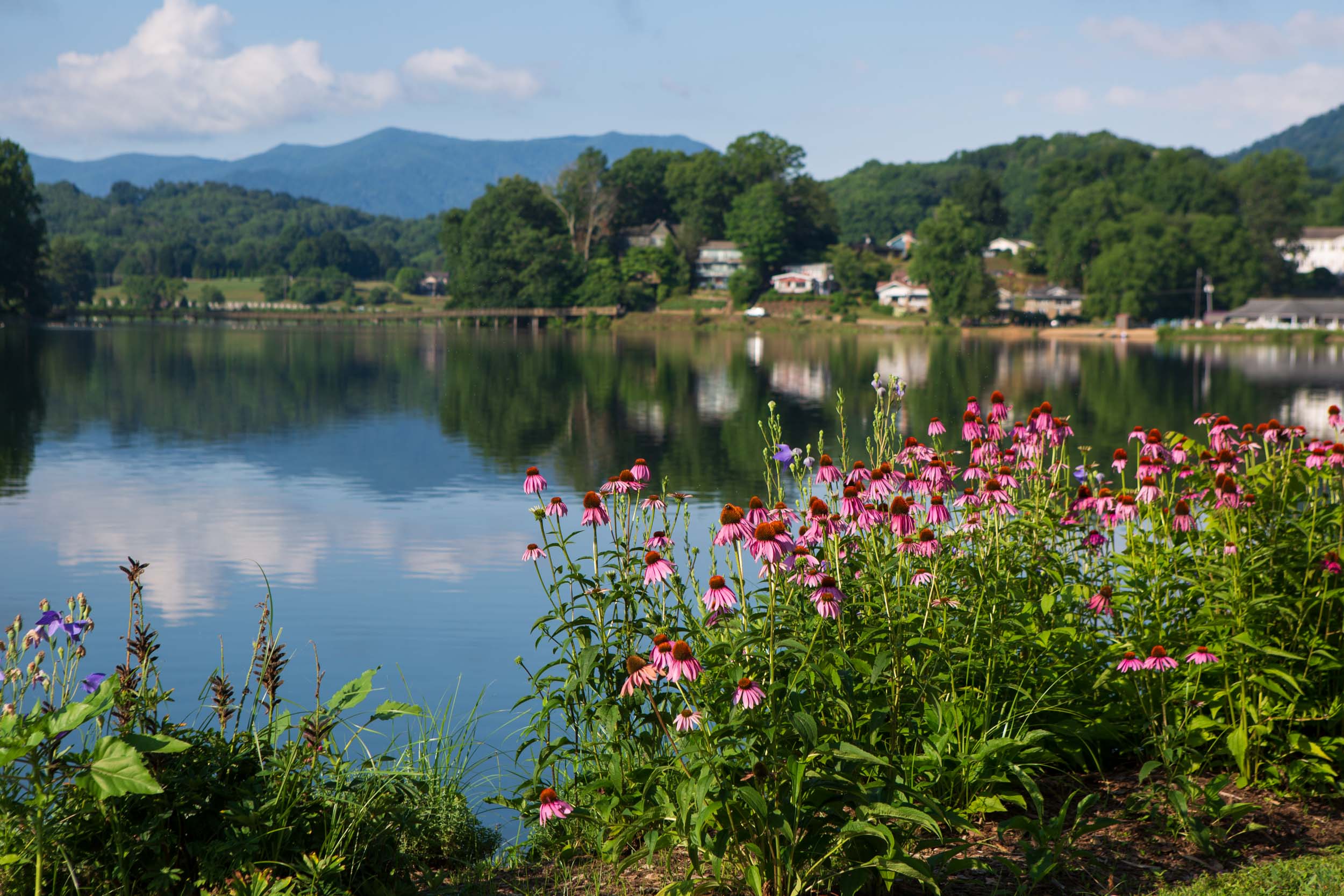 Scenic flowers at Lake Junaluska