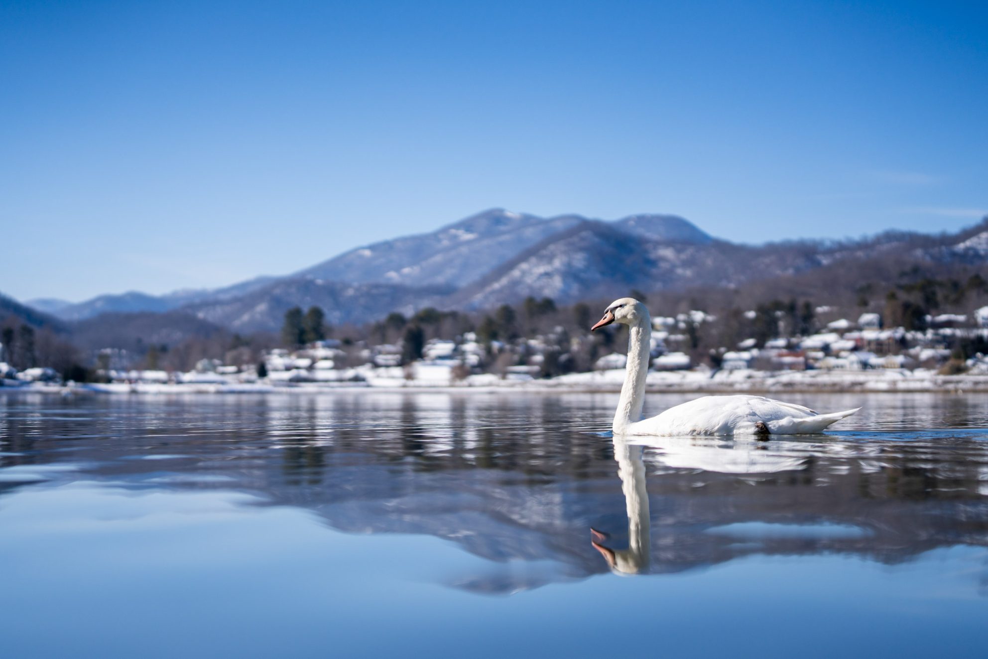 Swan crosses the lake on a snowy winter day at Lake Junaluska