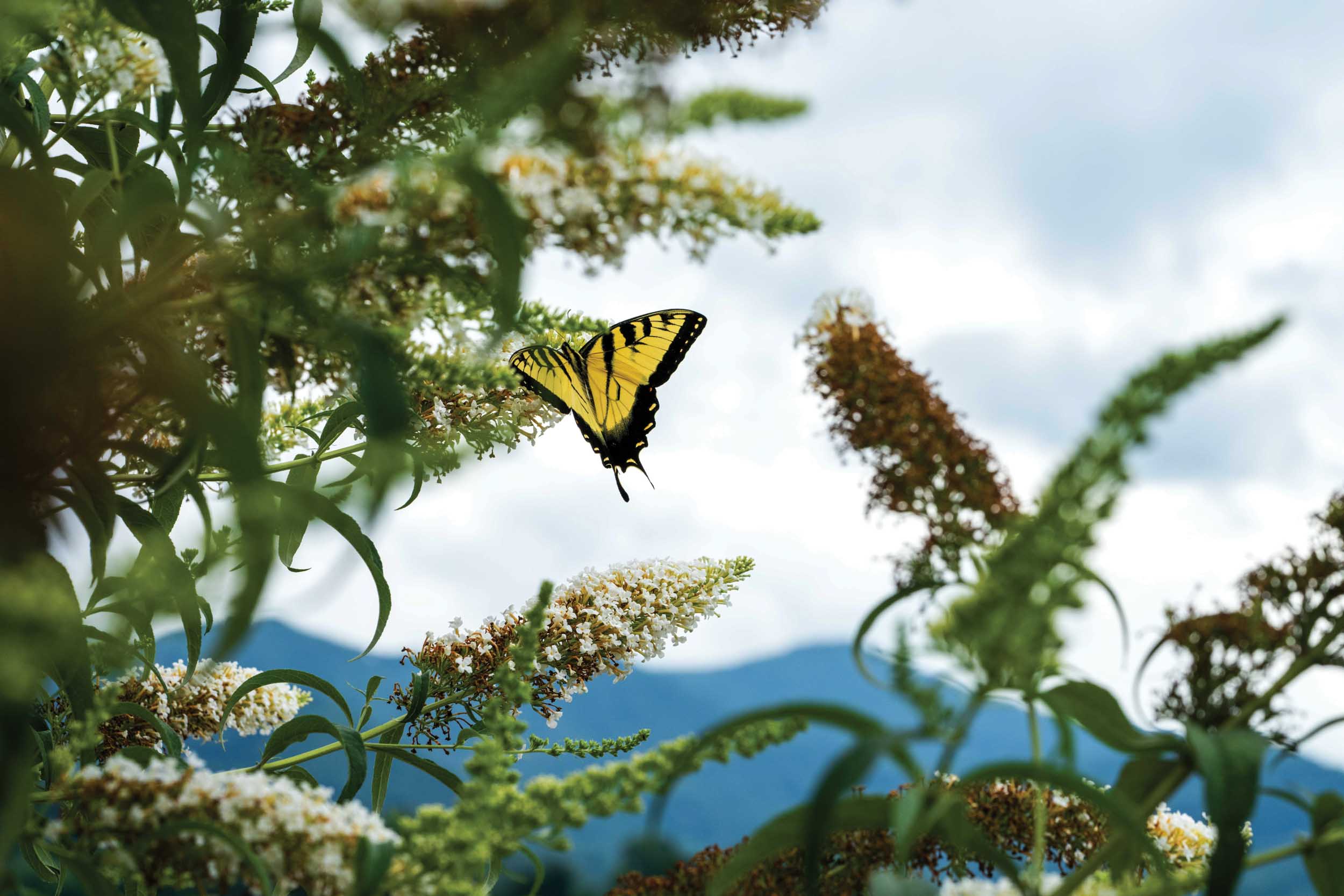 Butterfly at Lake Junaluska