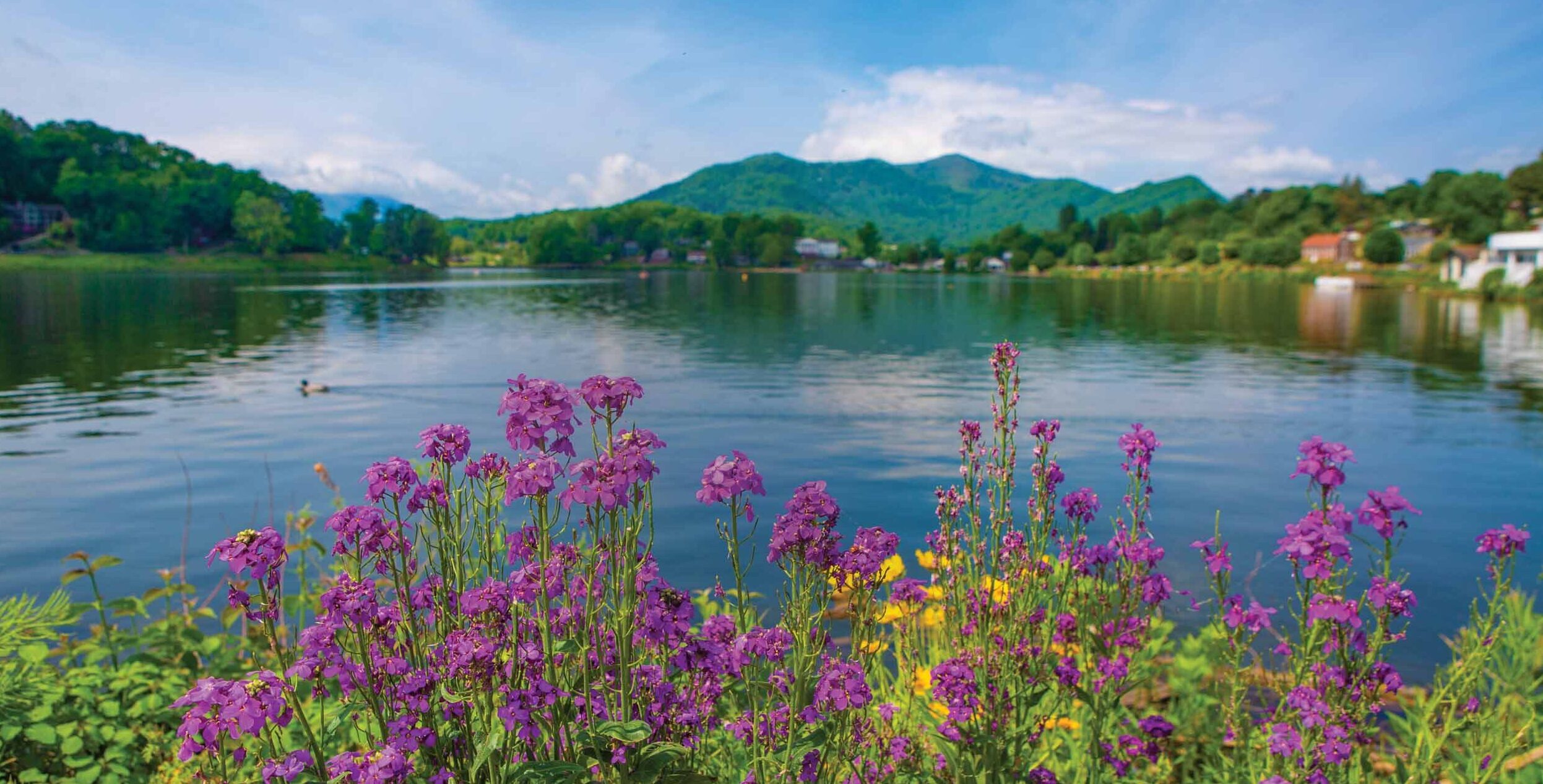 Scenic photo with purple flowers at Lake Junaluska-1