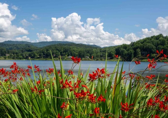 red flowers by the lake