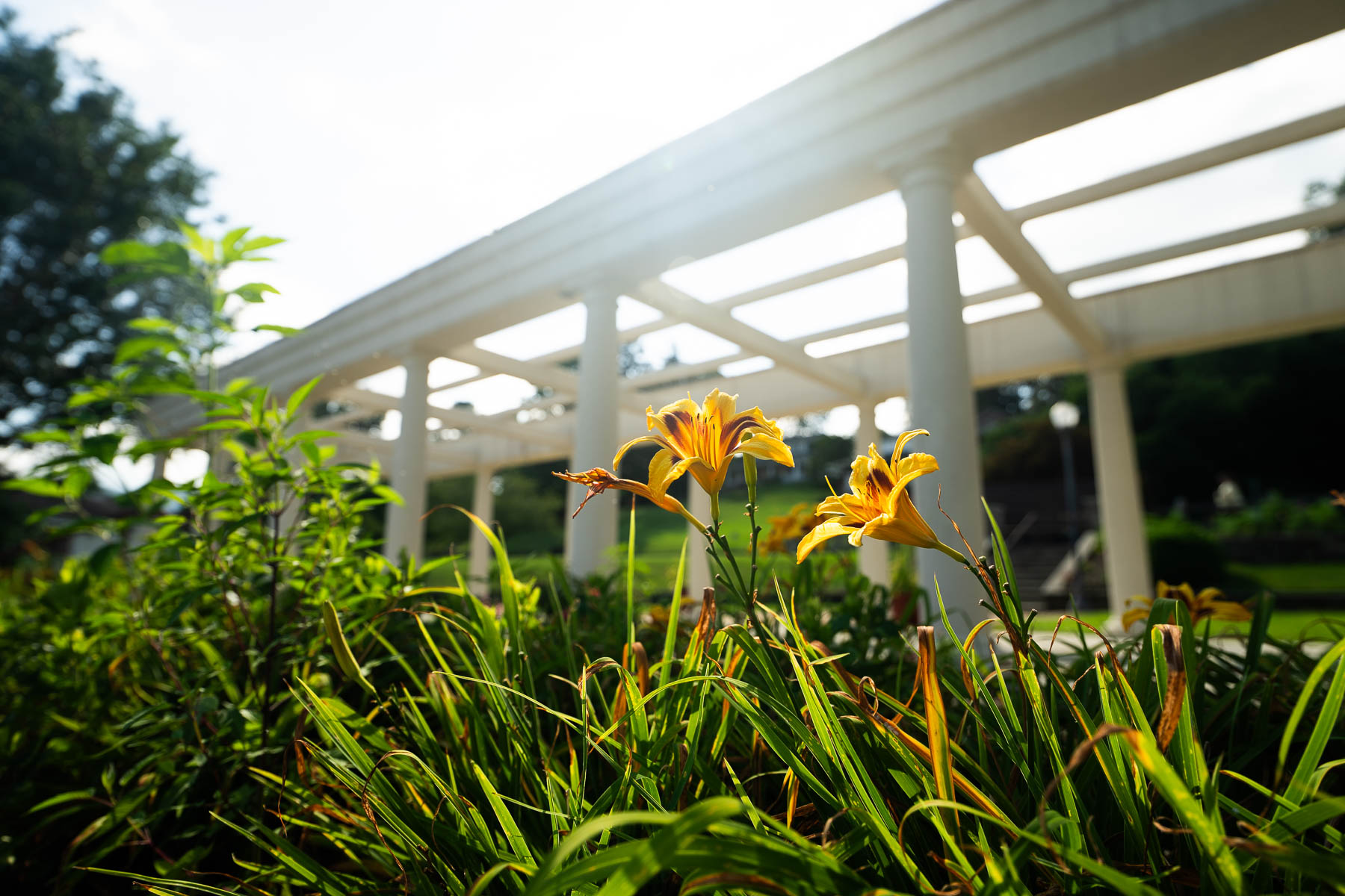 Flowers at the Colonnade at Lake Junaluska