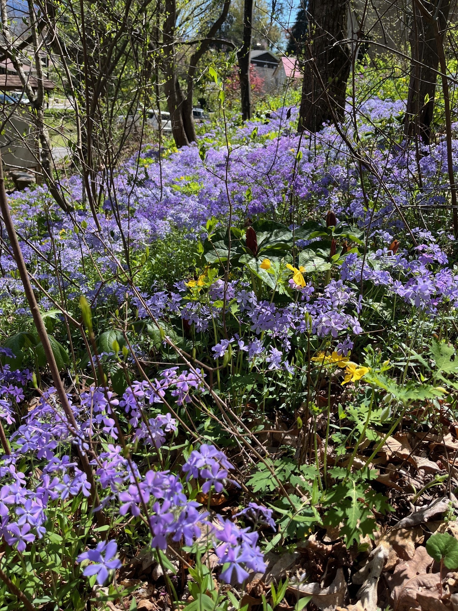 Woodland phlox in bloom at the Corneille Bryan Native Garden.