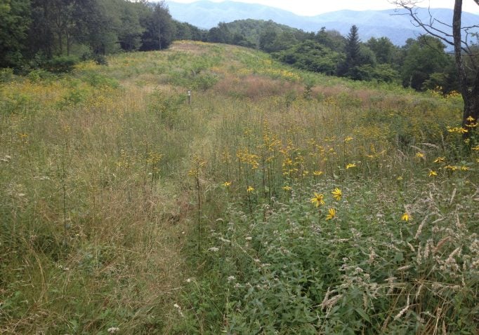 This image shows a section of the Mountains-to-Sea Trail in Pisgah National Forest.