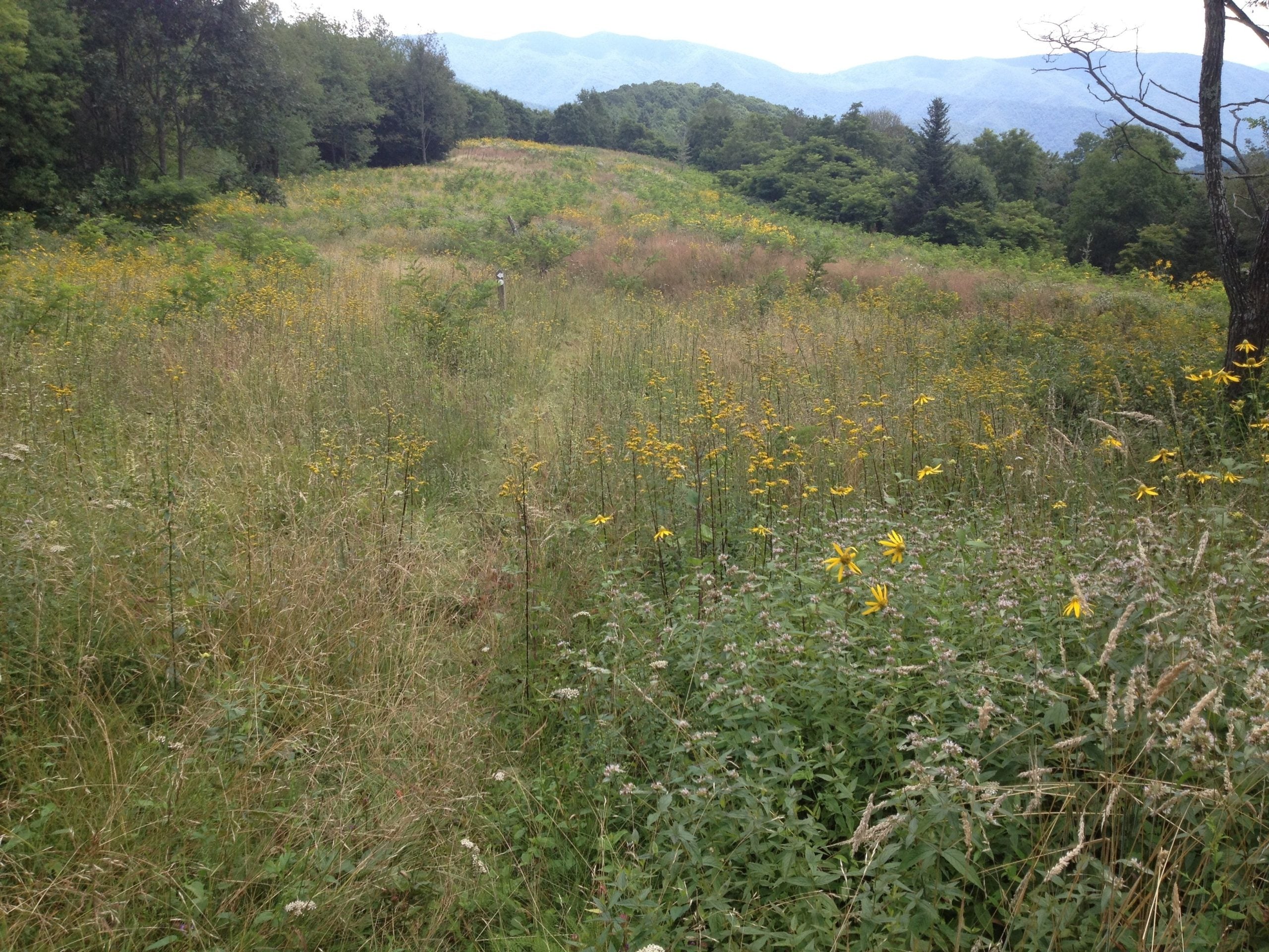 This image shows a section of the Mountains-to-Sea Trail in Pisgah National Forest.